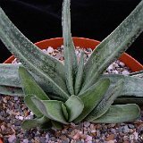 Gasteria carinata v. schweickertiana P1220239.JPG
